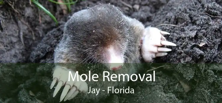 Mole Removal Jay - Florida