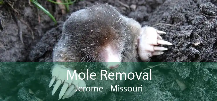 Mole Removal Jerome - Missouri