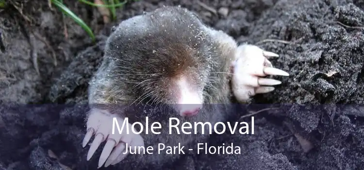 Mole Removal June Park - Florida