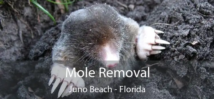 Mole Removal Juno Beach - Florida