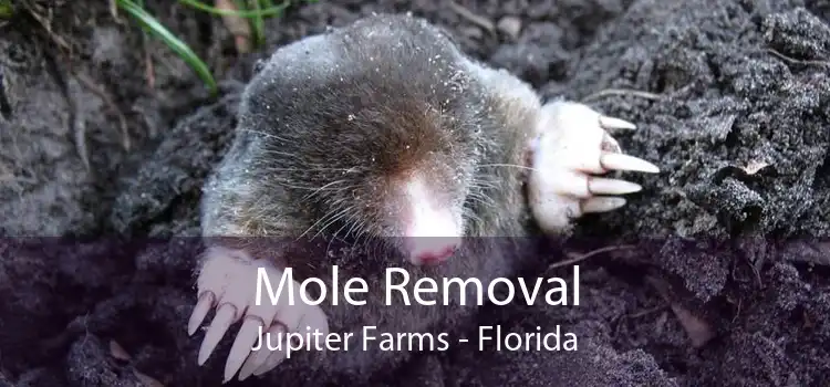 Mole Removal Jupiter Farms - Florida