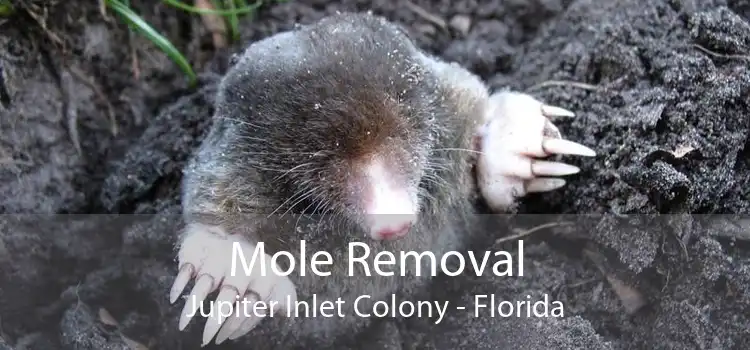 Mole Removal Jupiter Inlet Colony - Florida