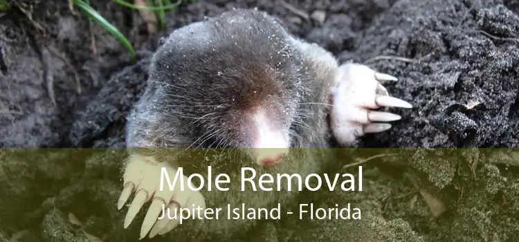 Mole Removal Jupiter Island - Florida