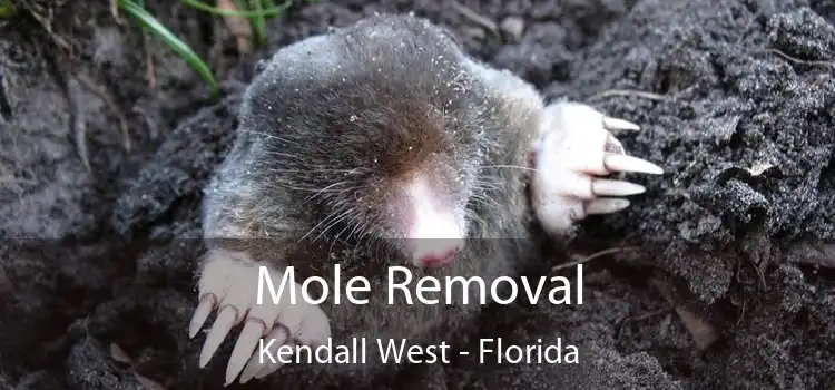 Mole Removal Kendall West - Florida