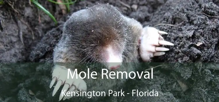 Mole Removal Kensington Park - Florida