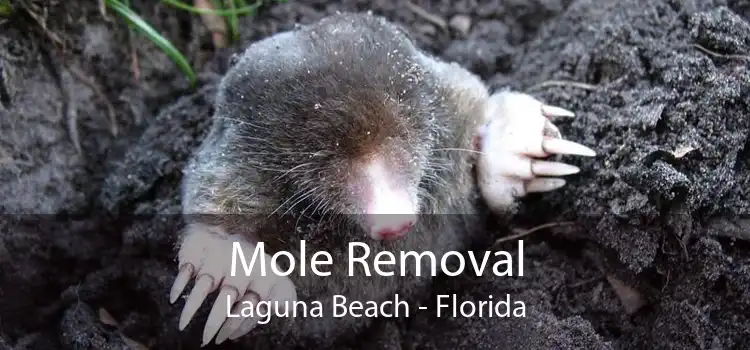 Mole Removal Laguna Beach - Florida