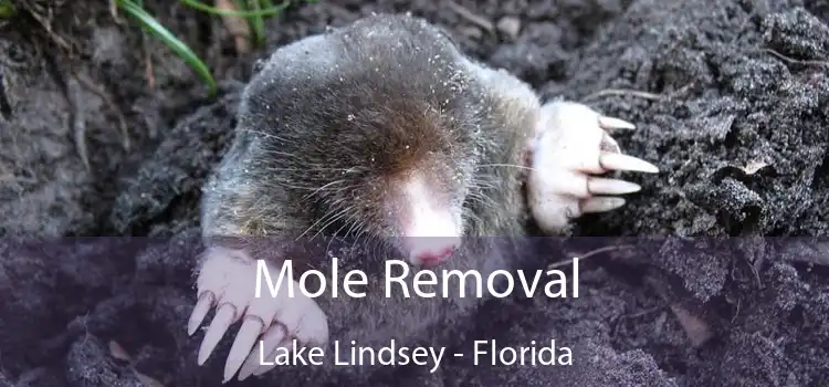 Mole Removal Lake Lindsey - Florida