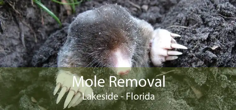 Mole Removal Lakeside - Florida