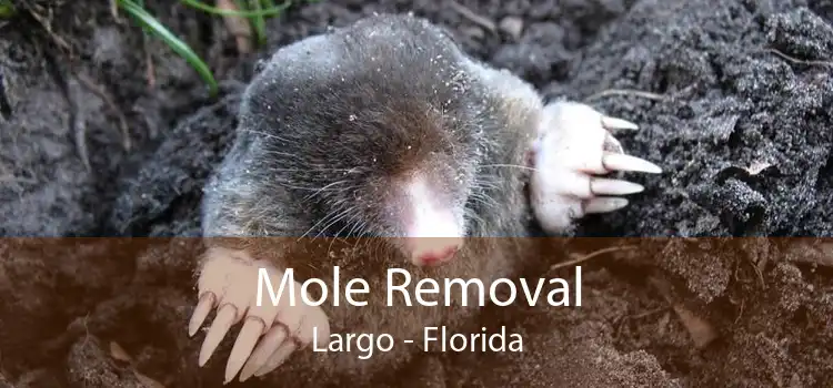 Mole Removal Largo - Florida