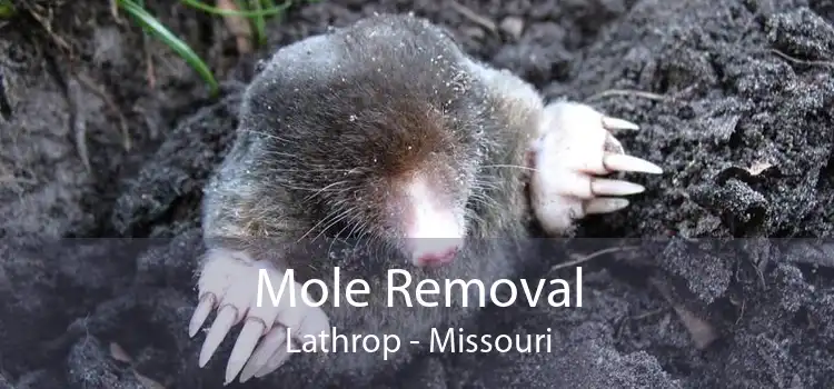Mole Removal Lathrop - Missouri