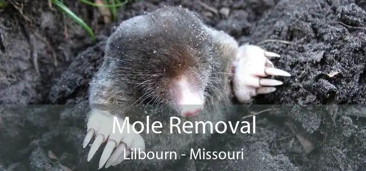 Mole Removal Lilbourn - Missouri