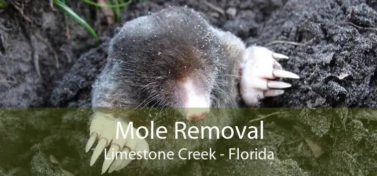 Mole Removal Limestone Creek - Florida