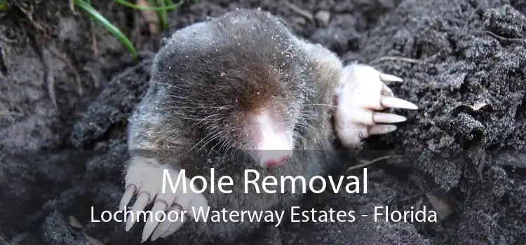 Mole Removal Lochmoor Waterway Estates - Florida