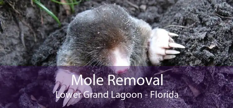 Mole Removal Lower Grand Lagoon - Florida