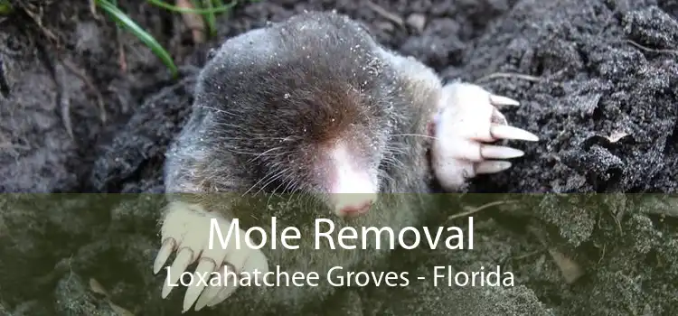 Mole Removal Loxahatchee Groves - Florida