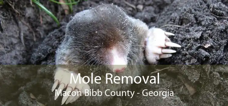 Mole Removal Macon Bibb County - Georgia
