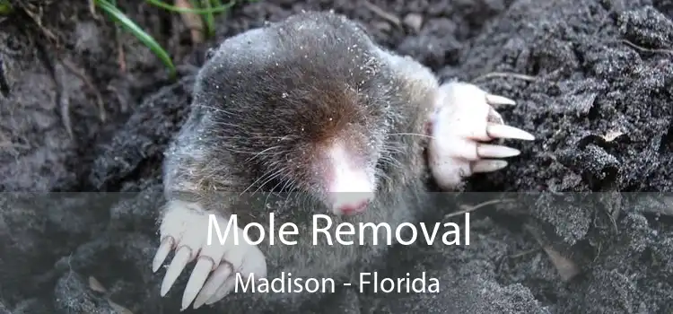 Mole Removal Madison - Florida