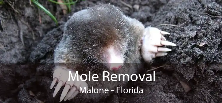 Mole Removal Malone - Florida