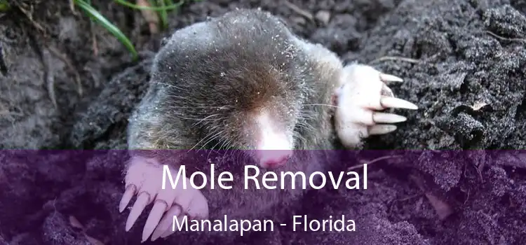 Mole Removal Manalapan - Florida