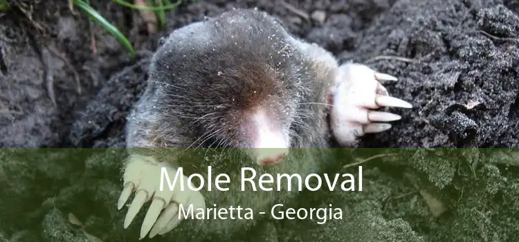 Mole Removal Marietta - Georgia