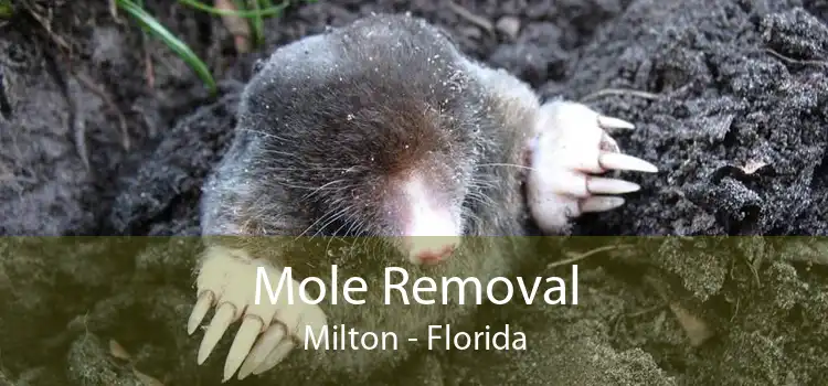 Mole Removal Milton - Florida