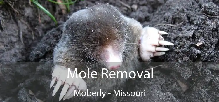 Mole Removal Moberly - Missouri