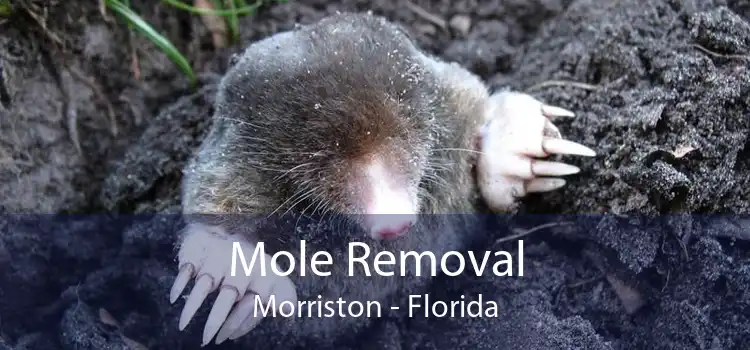 Mole Removal Morriston - Florida