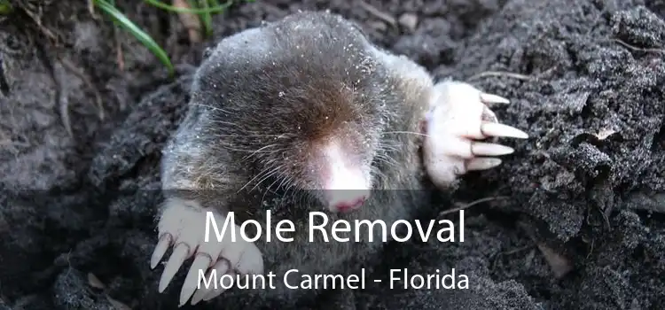 Mole Removal Mount Carmel - Florida