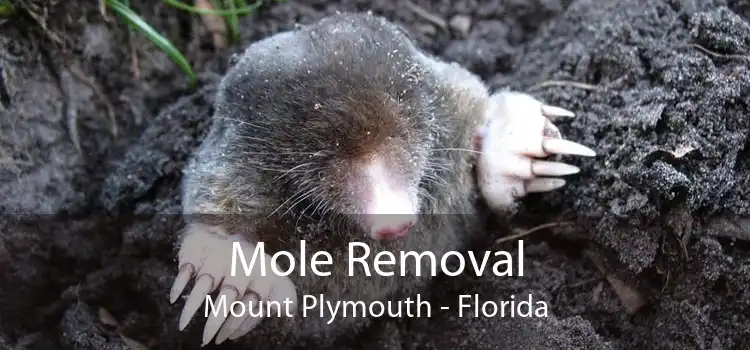 Mole Removal Mount Plymouth - Florida