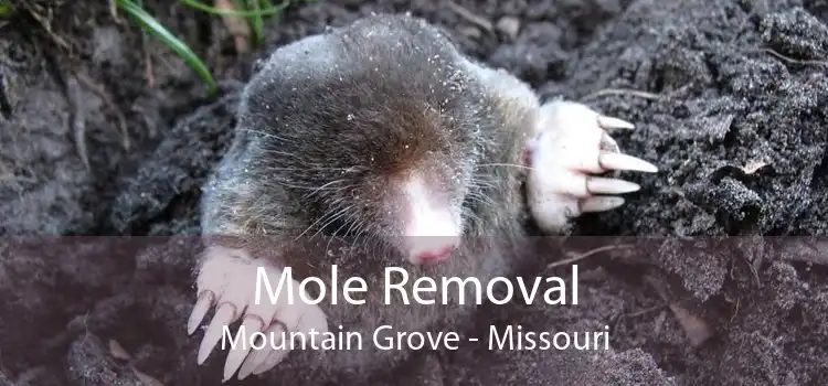 Mole Removal Mountain Grove - Missouri