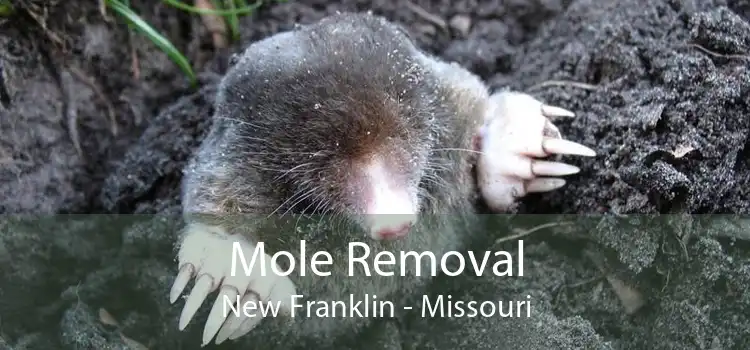 Mole Removal New Franklin - Missouri