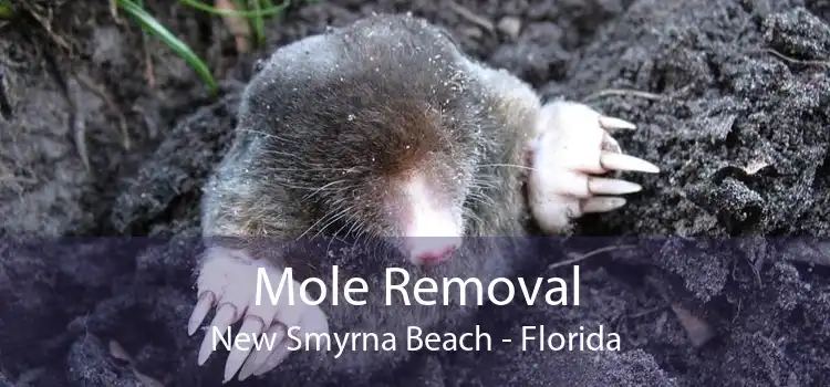 Mole Removal New Smyrna Beach - Florida