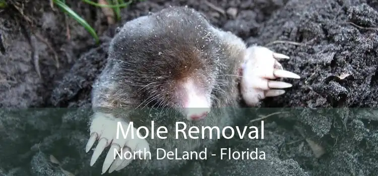Mole Removal North DeLand - Florida