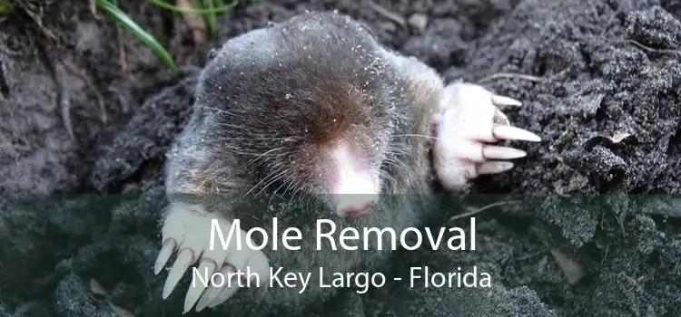 Mole Removal North Key Largo - Florida