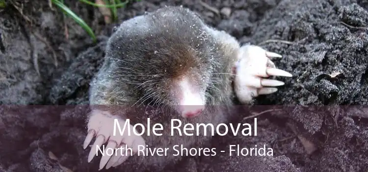 Mole Removal North River Shores - Florida