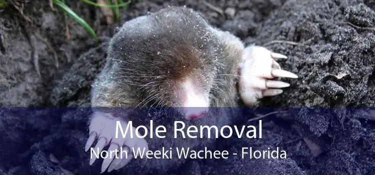 Mole Removal North Weeki Wachee - Florida