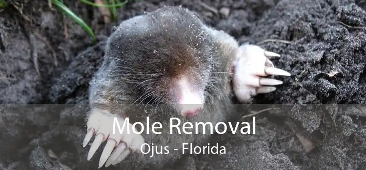 Mole Removal Ojus - Florida
