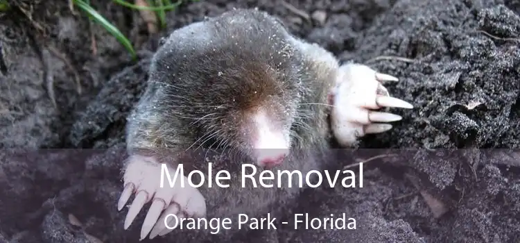 Mole Removal Orange Park - Florida