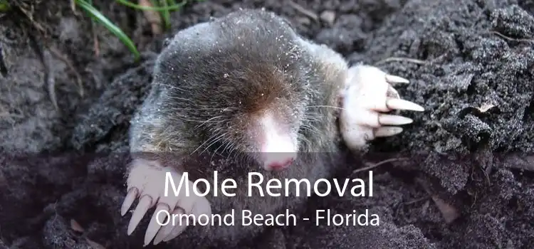 Mole Removal Ormond Beach - Florida