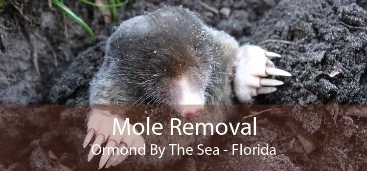 Mole Removal Ormond By The Sea - Florida