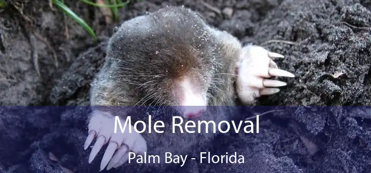 Mole Removal Palm Bay - Florida