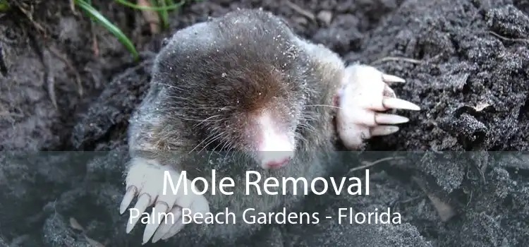 Mole Removal Palm Beach Gardens - Florida