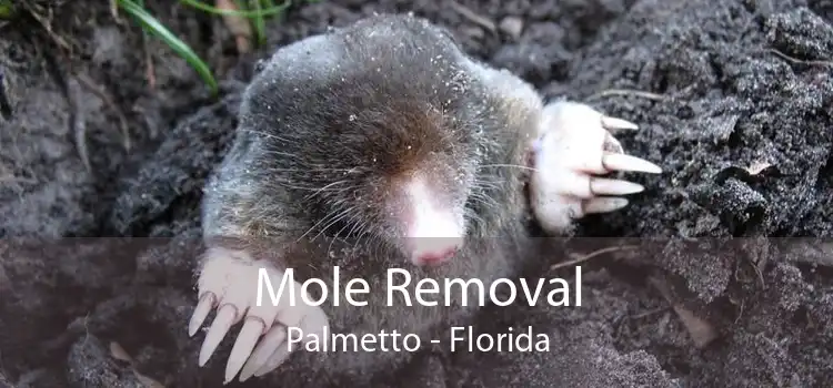 Mole Removal Palmetto - Florida