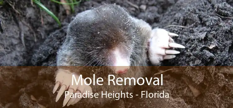 Mole Removal Paradise Heights - Florida