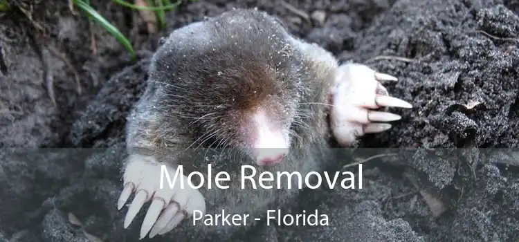 Mole Removal Parker - Florida