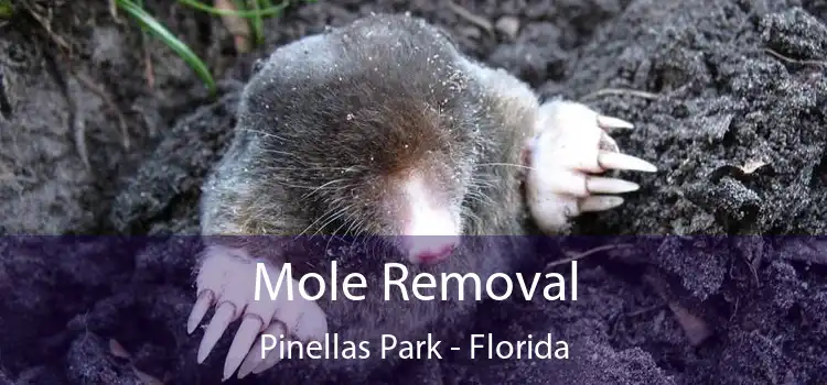 Mole Removal Pinellas Park - Florida