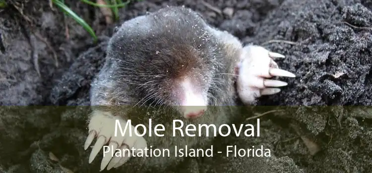 Mole Removal Plantation Island - Florida