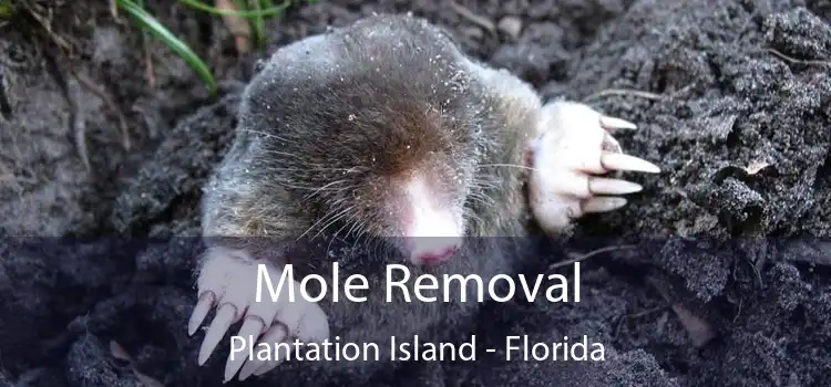 Mole Removal Plantation Island - Florida