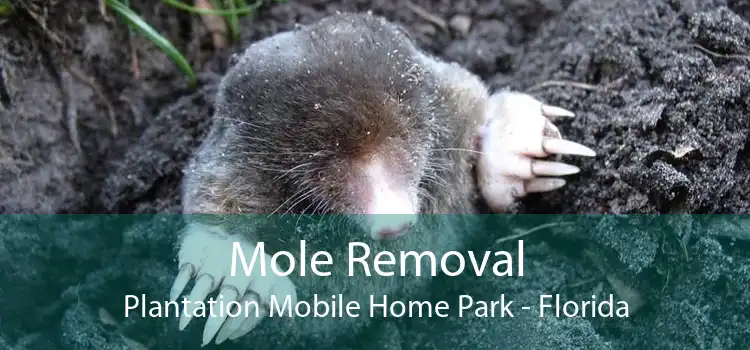 Mole Removal Plantation Mobile Home Park - Florida