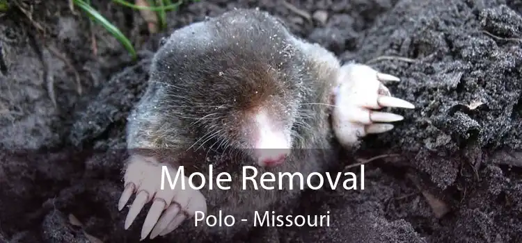 Mole Removal Polo - Missouri